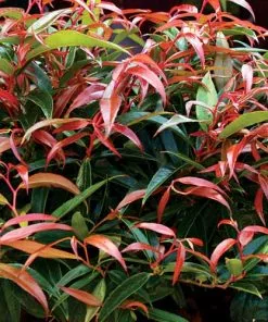 Future Forests Leucothoe Keiskei Burning Love