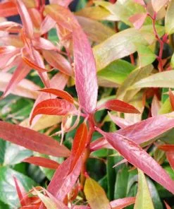 Future Forests Leucothoe Keiskei Burning Love