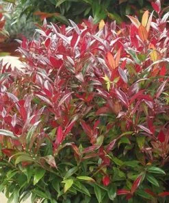 Future Forests Leucothoe Keiskei Burning Love