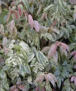 Future Forests Shrubs Leucothoe Fontanesiana Rainbow 13 Future Forests Shrubs Leucothoe Fontanesiana Rainbow