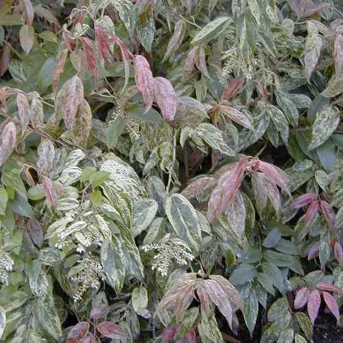 Future Forests Shrubs Leucothoe Fontanesiana Rainbow 7 Future Forests Shrubs Leucothoe Fontanesiana Rainbow