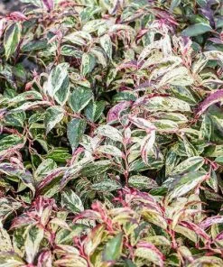 Future Forests Shrubs Leucothoe Fontanesiana Rainbow 14 Future Forests Shrubs Leucothoe Fontanesiana Rainbow