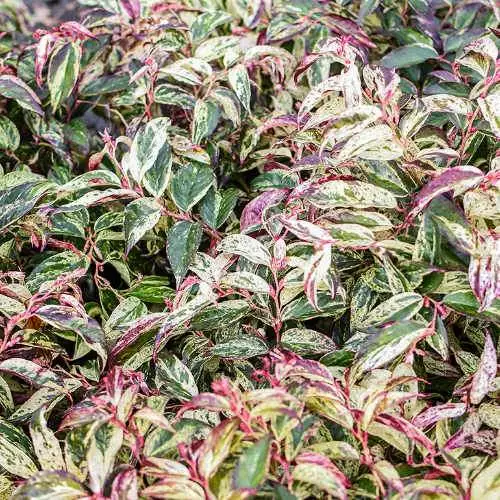 Future Forests Shrubs Leucothoe Fontanesiana Rainbow 8 Future Forests Shrubs Leucothoe Fontanesiana Rainbow