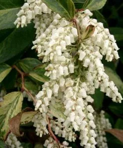 Future Forests Shrubs Leucothoe Fontanesiana Rainbow