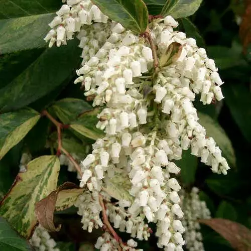Future Forests Shrubs Leucothoe Fontanesiana Rainbow 4 Future Forests Shrubs Leucothoe Fontanesiana Rainbow