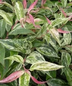 Future Forests Shrubs Leucothoe Fontanesiana Rainbow 11 Future Forests Shrubs Leucothoe Fontanesiana Rainbow