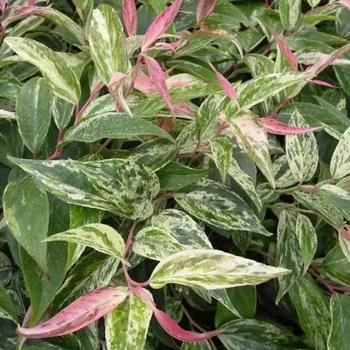 Future Forests Shrubs Leucothoe Fontanesiana Rainbow 5 Future Forests Shrubs Leucothoe Fontanesiana Rainbow