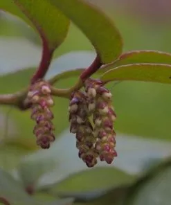 Future Forests Shrubs Leucothoe Fontanesiana Rainbow 15 Future Forests Shrubs Leucothoe Fontanesiana Rainbow