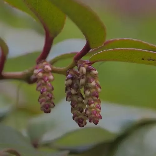 Future Forests Shrubs Leucothoe Fontanesiana Rainbow 9 Future Forests Shrubs Leucothoe Fontanesiana Rainbow