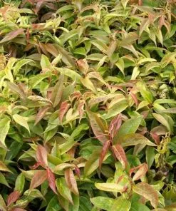 Future Forests Shrubs Leucothoe Fontanesiana Rainbow 12 Future Forests Shrubs Leucothoe Fontanesiana Rainbow