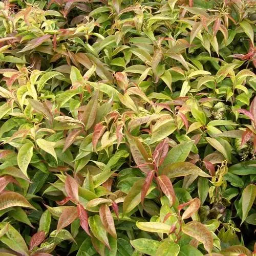 Future Forests Shrubs Leucothoe Fontanesiana Rainbow 6 Future Forests Shrubs Leucothoe Fontanesiana Rainbow