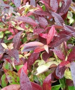 Future Forests Shrubs Leucothoe Fontanesiana Zeblid (Scarletta)