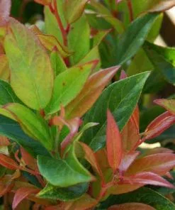 Future Forests Shrubs Leucothoe Fontanesiana Zeblid (Scarletta)