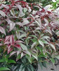 Future Forests Shrubs Leucothoe Fontanesiana Zeblid (Scarletta)