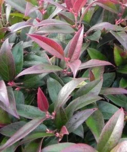 Future Forests Shrubs Leucothoe Fontanesiana Zeblid (Scarletta)