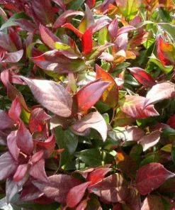 Future Forests Shrubs Leucothoe Fontanesiana Zeblid (Scarletta)