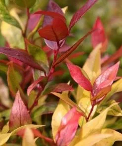 Future Forests Shrubs Leucothoe Fontanesiana Zeblid (Scarletta)