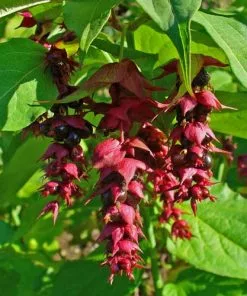 Future Forests Leycesteria Formosa Shrubs 14 Future Forests Leycesteria Formosa Shrubs