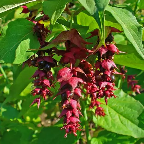 Future Forests Leycesteria Formosa Shrubs 5 Future Forests Leycesteria Formosa Shrubs