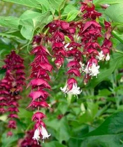 Future Forests Leycesteria Formosa Shrubs 15 Future Forests Leycesteria Formosa Shrubs