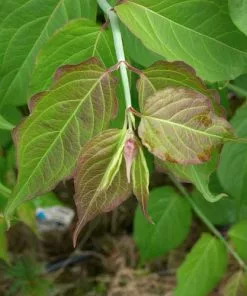 Future Forests Leycesteria Formosa Shrubs 16 Future Forests Leycesteria Formosa Shrubs