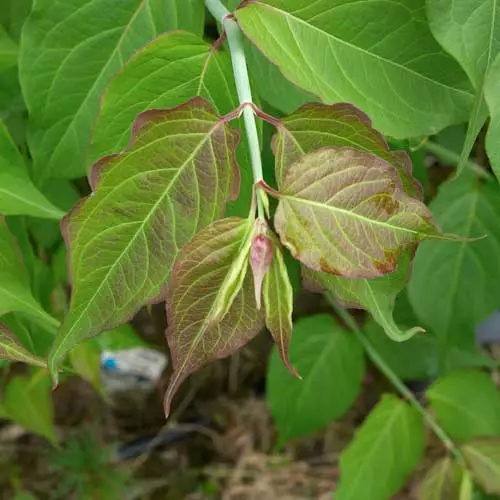 Future Forests Leycesteria Formosa Shrubs 7 Future Forests Leycesteria Formosa Shrubs