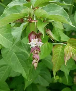 Future Forests Leycesteria Formosa Shrubs 17 Future Forests Leycesteria Formosa Shrubs