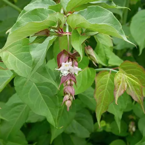 Future Forests Leycesteria Formosa Shrubs 8 Future Forests Leycesteria Formosa Shrubs