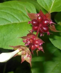 Future Forests Leycesteria Formosa Shrubs 18 Future Forests Leycesteria Formosa Shrubs