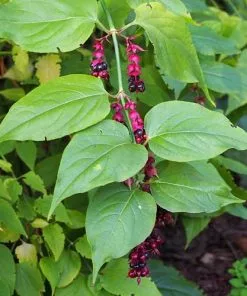 Future Forests Leycesteria Formosa Shrubs 19 Future Forests Leycesteria Formosa Shrubs
