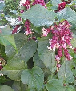 Future Forests Leycesteria Formosa Shrubs 21 Future Forests Leycesteria Formosa Shrubs