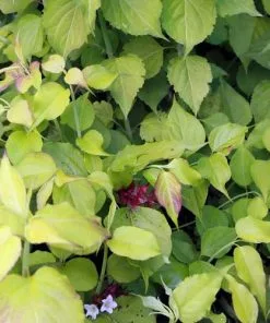 Future Forests Shrubs Leycesteria Formosa Golden Lanterns