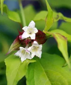 Future Forests Shrubs Leycesteria Formosa Golden Lanterns