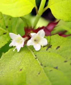 Future Forests Shrubs Leycesteria Formosa Golden Lanterns