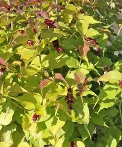 Future Forests Shrubs Leycesteria Formosa Golden Lanterns