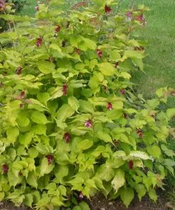 Future Forests Shrubs Leycesteria Formosa Golden Lanterns