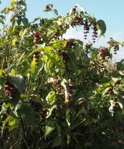 Future Forests Leycesteria Formosa Shrubs 13 Future Forests Leycesteria Formosa Shrubs