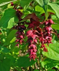 Future Forests Shrubs Leycesteria Formosa Golden Lanterns