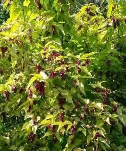 Future Forests Shrubs Leycesteria Formosa Golden Lanterns