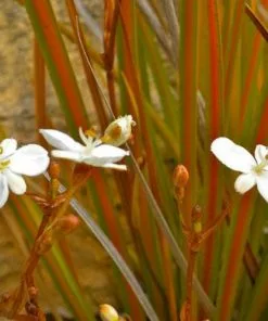 Future Forests Libertia Sunset Strain More