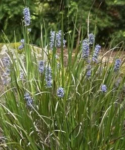 Future Forests More Libertia Caerulescens (Orthrosanthus Laxus)