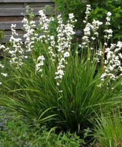 Future Forests More Libertia Grandiflora
