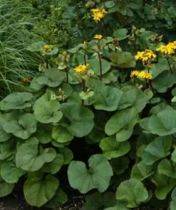 Future Forests All Perennials Ligularia Dentata Othello
