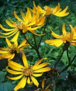 Future Forests All Perennials Ligularia Dentata Othello