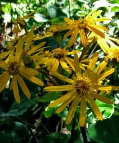 Future Forests All Perennials Ligularia Dentata Othello