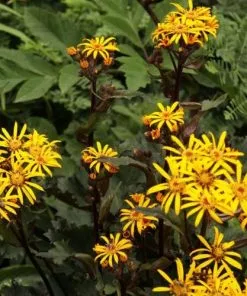 Future Forests All Perennials Ligularia Dentata Othello