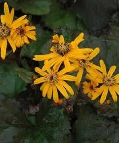 Future Forests All Perennials Ligularia Dentata Othello