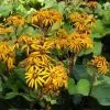 Future Forests All Perennials Ligularia Dentata Othello