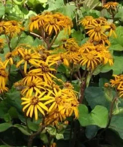 Future Forests All Perennials Ligularia Dentata Othello