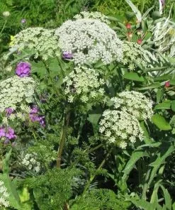 Future Forests Ligusticum Lucidum All Perennials